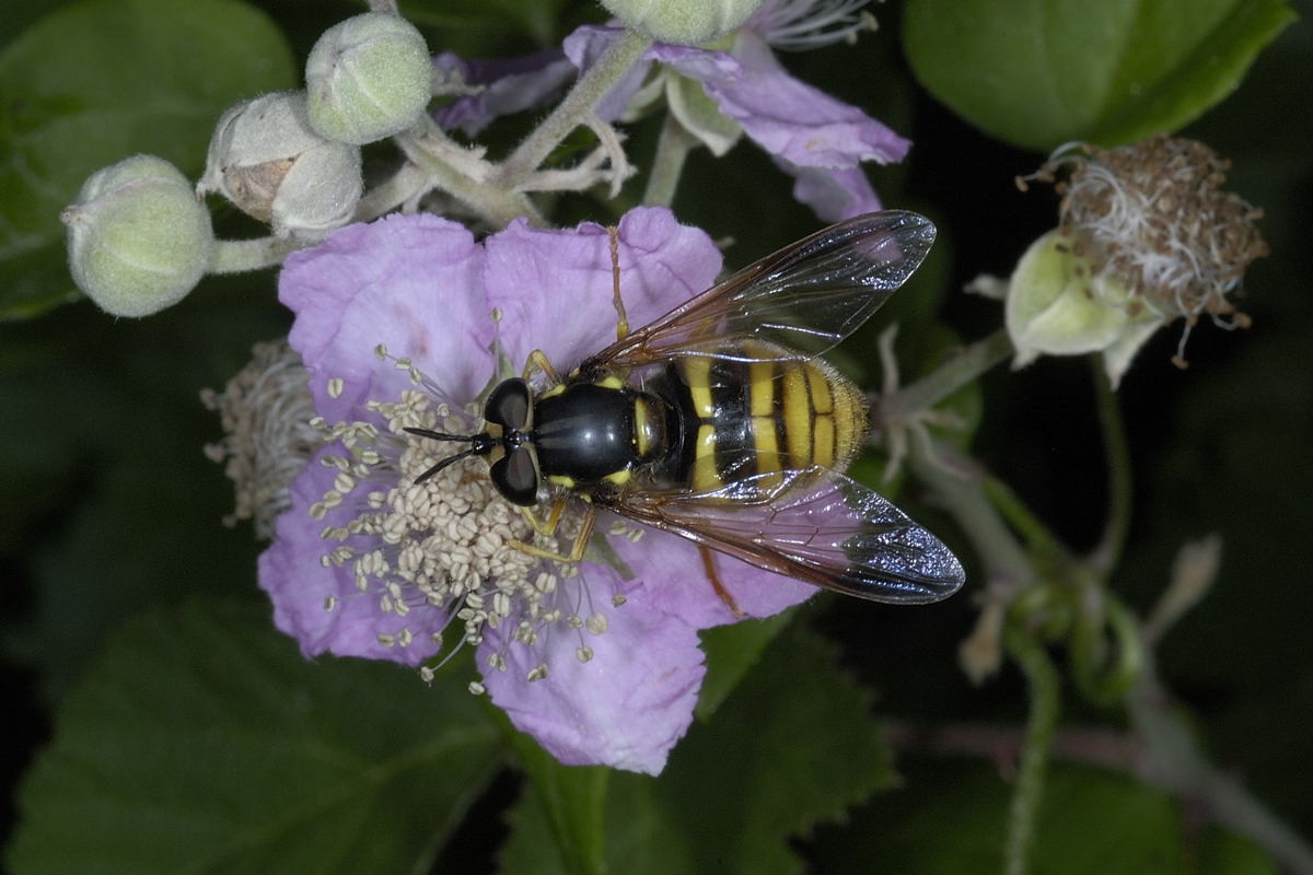 Chrysotoxum da id.